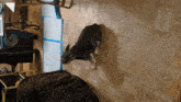 a dog standing on a wooden floor next to a man in a black shirt