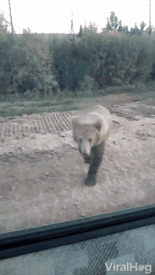 bear attack jump run at viralhog