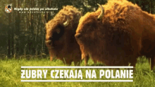Dwa Zubry Polana GIF - Dwa Zubry Polana Czekanie Na Polanie GIFs
