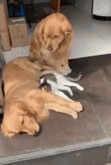 Hug Dog GIF - Hug Dog Cat GIFs