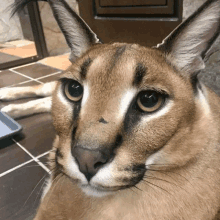 Pumba Caracal is Hungry : Floppa 