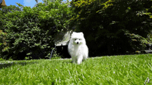 Hat Films Mochi GIF - Hat Films Mochi White Dog GIFs