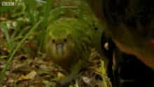 Did You Want To Take My Picture? GIF - Parrot Rare Bird GIFs