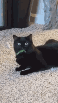 Cat Cat Eating GIF - Cat Cat Eating Cat Licking GIFs