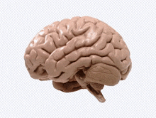 Brain Big Brain GIF - Brain Big Brain Small Brain GIFs