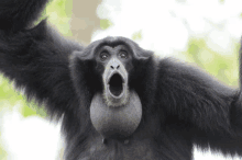 Gibbon GIF