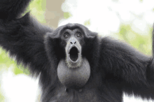 Gibbon GIF - Gibbon GIFs