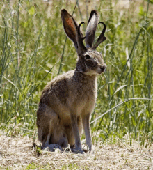 Jackalope Rabbit GIF - Jackalope Rabbit Antlers GIFs