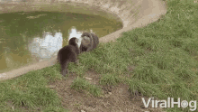 Size Up Seals GIF - Size Up Seals Seal Pups GIFs