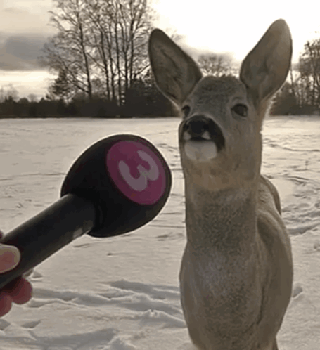 A deer in the winter with a microphone held as if giving an interview