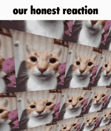 My Honest Reaction Cat GIF - My Honest Reaction Cat Stare GIFs