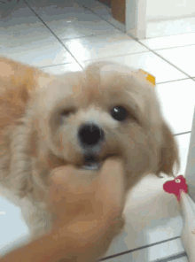Pet Dog GIF - Pet Dog Pup GIFs