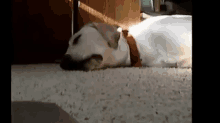 Wake Up Sleepyhead GIF - Snoring Dog Sleep GIFs