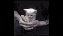 Pfp GIF