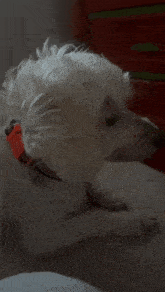 Tuty Doggy GIF - Tuty Doggy Dog GIFs