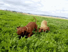 Dogs Digging GIF - Dogs Digging Dachshund GIFs