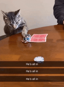 Cat Hes All In GIF - Cat Hes All In Gamble GIFs