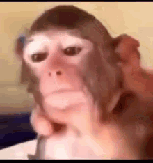 Monkey GIF - Monkey GIFs