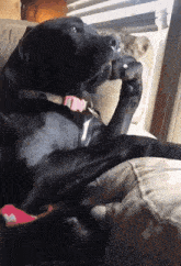 a black dog with a pink collar sits on a couch