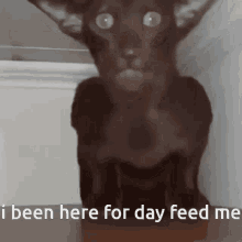 Hungry Cat Freak Cat GIF - Hungry Cat Freak Cat Creepy GIFs