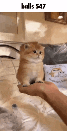 a small kitten is being held in a person 's hand with balls 547 written above it