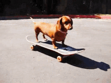 Skateboarding Weenie Dog GIF - Weenie Weeniedog Dog GIFs