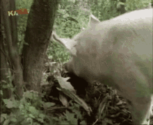 Pig Schwein GIF - Pig Schwein Löwenzahn GIFs