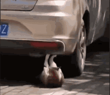 a cat is sitting on the back of a car .