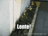 a picture of flowers with lente written on the bottom