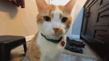GIF