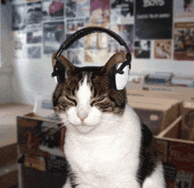 a cat wearing headphones is sitting in front of a wall with pictures of boys on it
