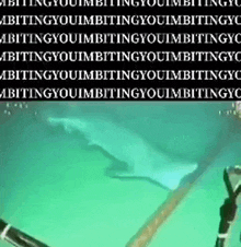 Shark Bitting GIF