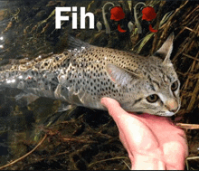 a cat that looks like a fish is being held in someone 's hand with the word fih below it