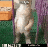 a white dog is standing in a cage with russian writing