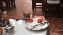 Tomato Thief GIF - Cat Tomato Dinner GIFs