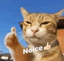 a cat is giving a thumbs up with the word noice written on its chest .