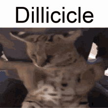 Sogga Dillicicle GIF - Sogga Dillicicle GIFs
