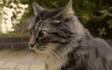 Cats Wtf GIF - Cats Wtf Creeped GIFs