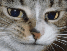 Cat Handsome GIF - Cat Handsome GIFs
