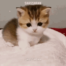 Susemk Shasshank GIF - Susemk Shasshank GIFs