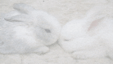Rabbits Cute GIF