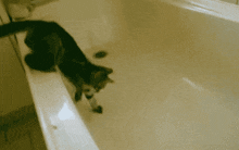 Goober Cat GIF - Goober Cat Bath GIFs