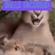 Balls Discord GIF - Balls Discord Memers GIFs