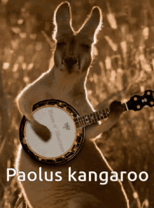 Paolus Kangaroo Dantologo GIF - Paolus Kangaroo Paolus Dantologo GIFs