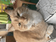 Sisi Cat GIF - Sisi Cat GIFs