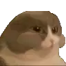 a close up of a cat 's face on a white background with a blurred background .