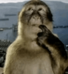 a close up of a monkey scratching its face with its hand .