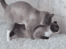 кот котики GIF - кот котики мур GIFs