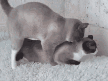 two cats are playing with each other on the floor .