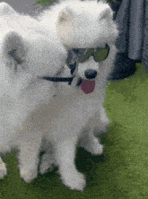 two fluffy white dogs wearing sunglasses on a green lawn